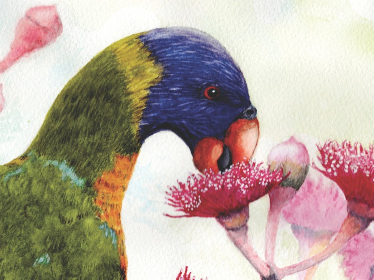 painting of a rainbow lorekit eating a pink flower painting of a rainbow lorekit eating a pink flower