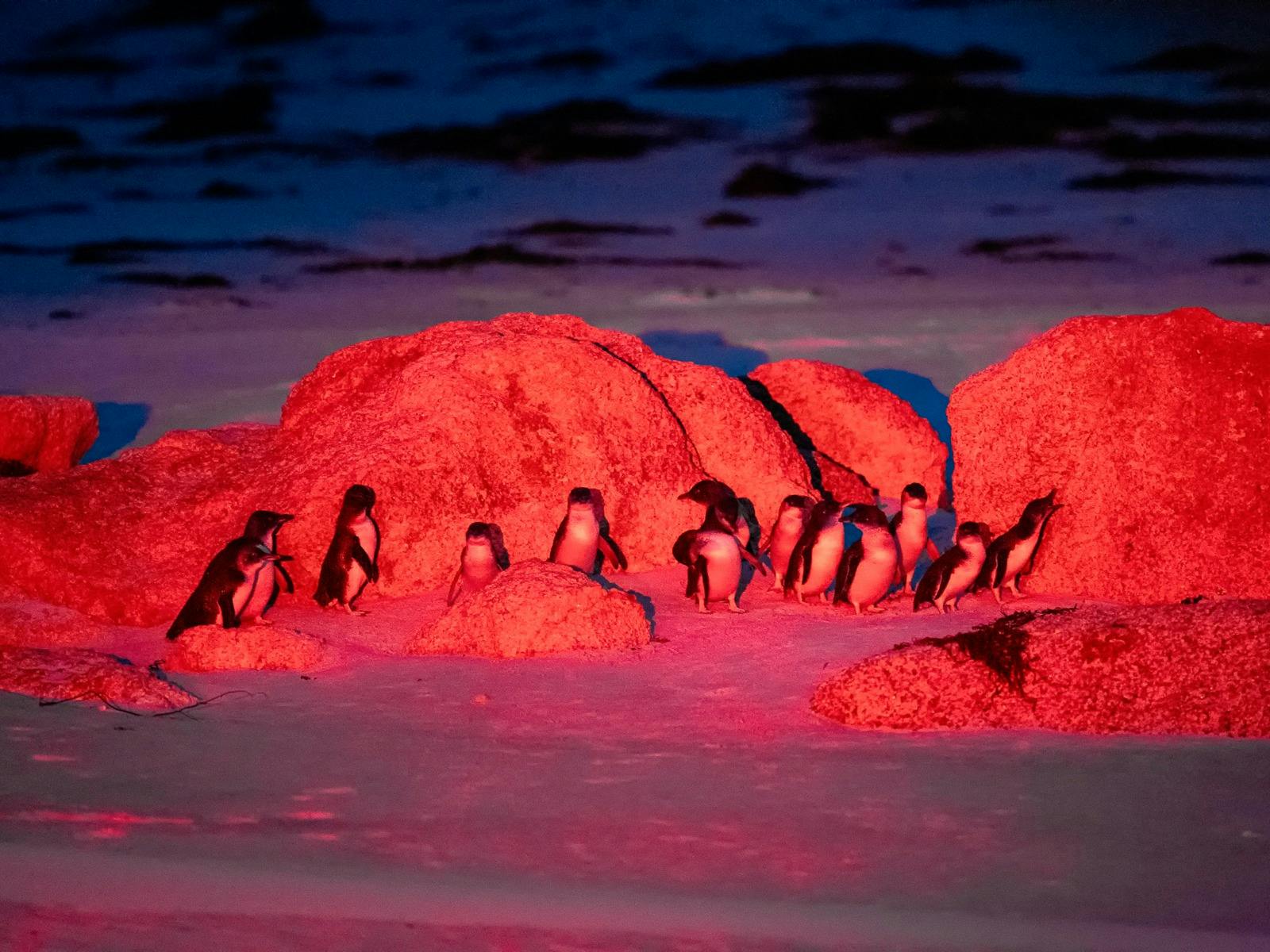 Bicheno's little penguins and winter lights image