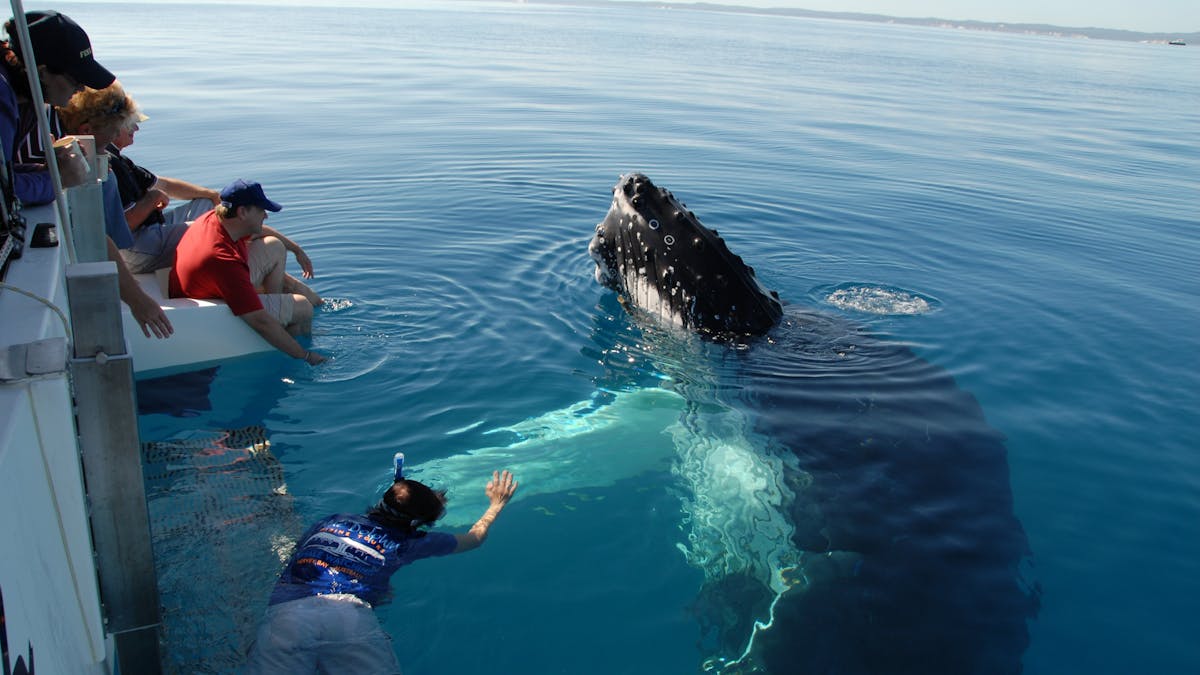 whale immersion experience