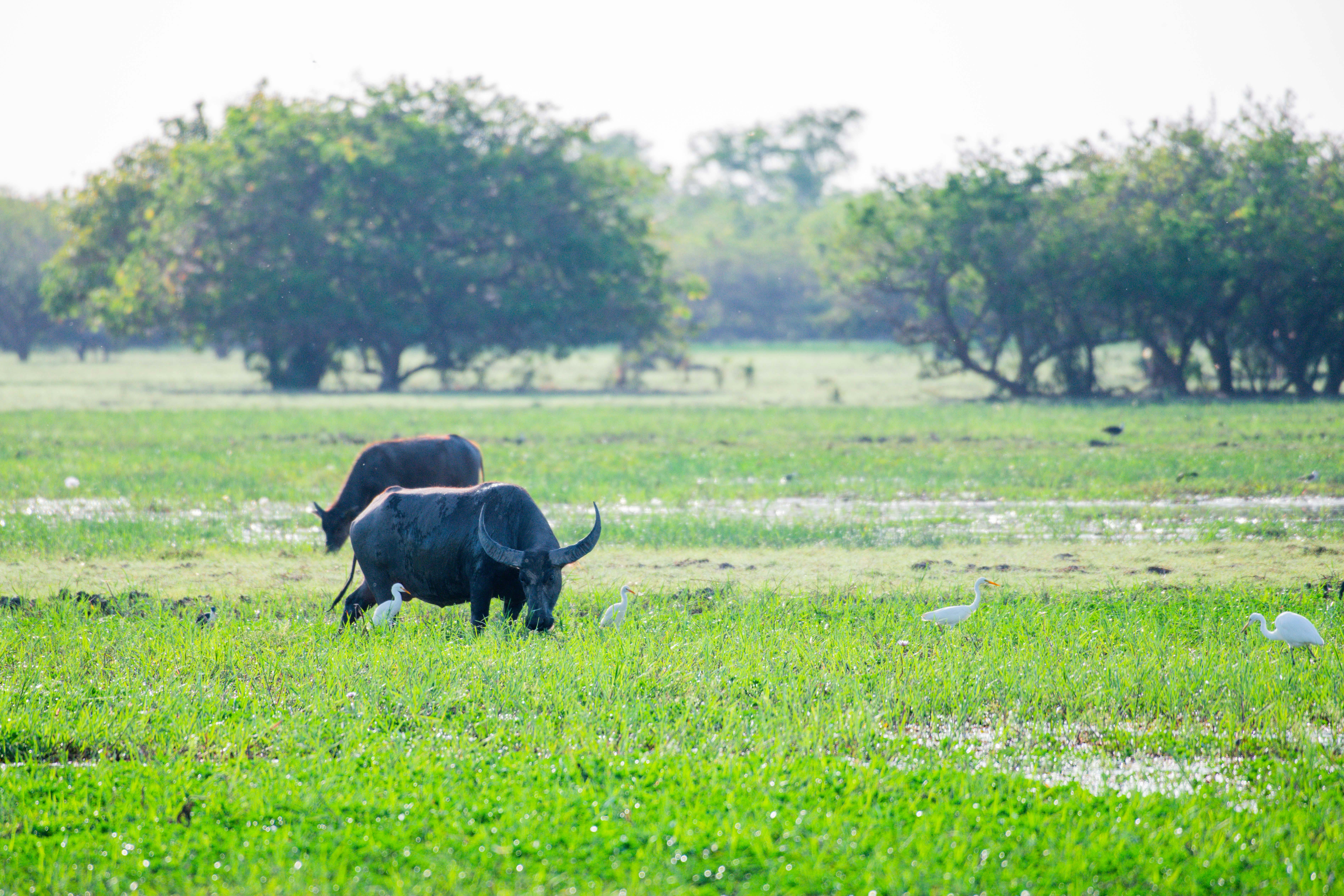 buffalo and birds on a swamp in Australia