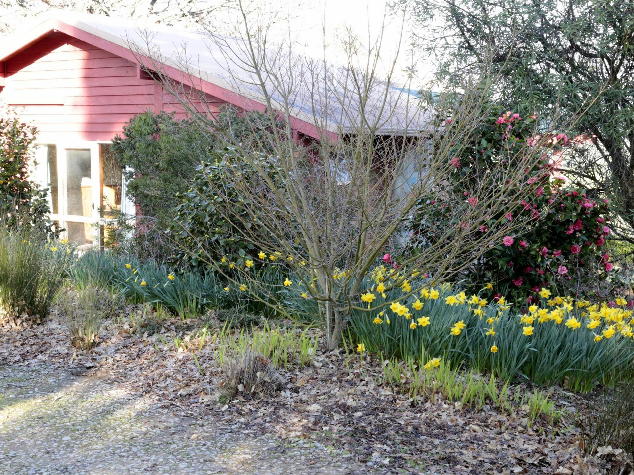 Cottage Daffodil in Spring