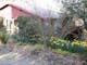 Cottage Daffodil in Spring