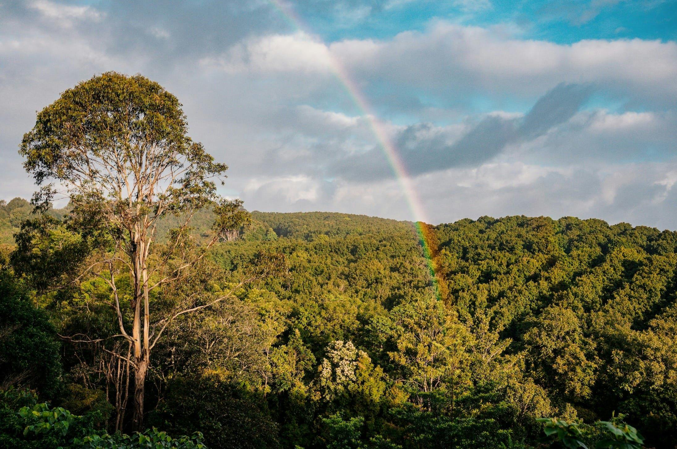 Cape Byron Distillery