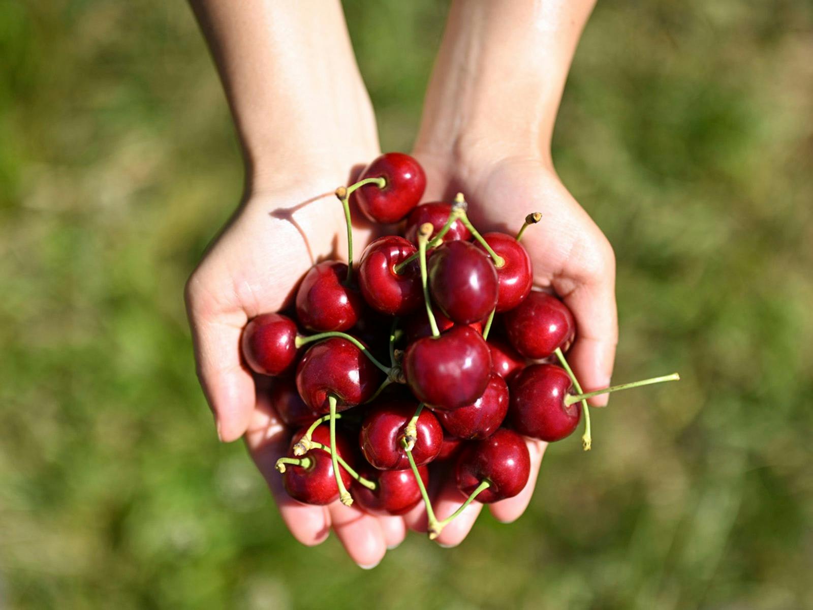 CherryHill Orchards Handful of cherries