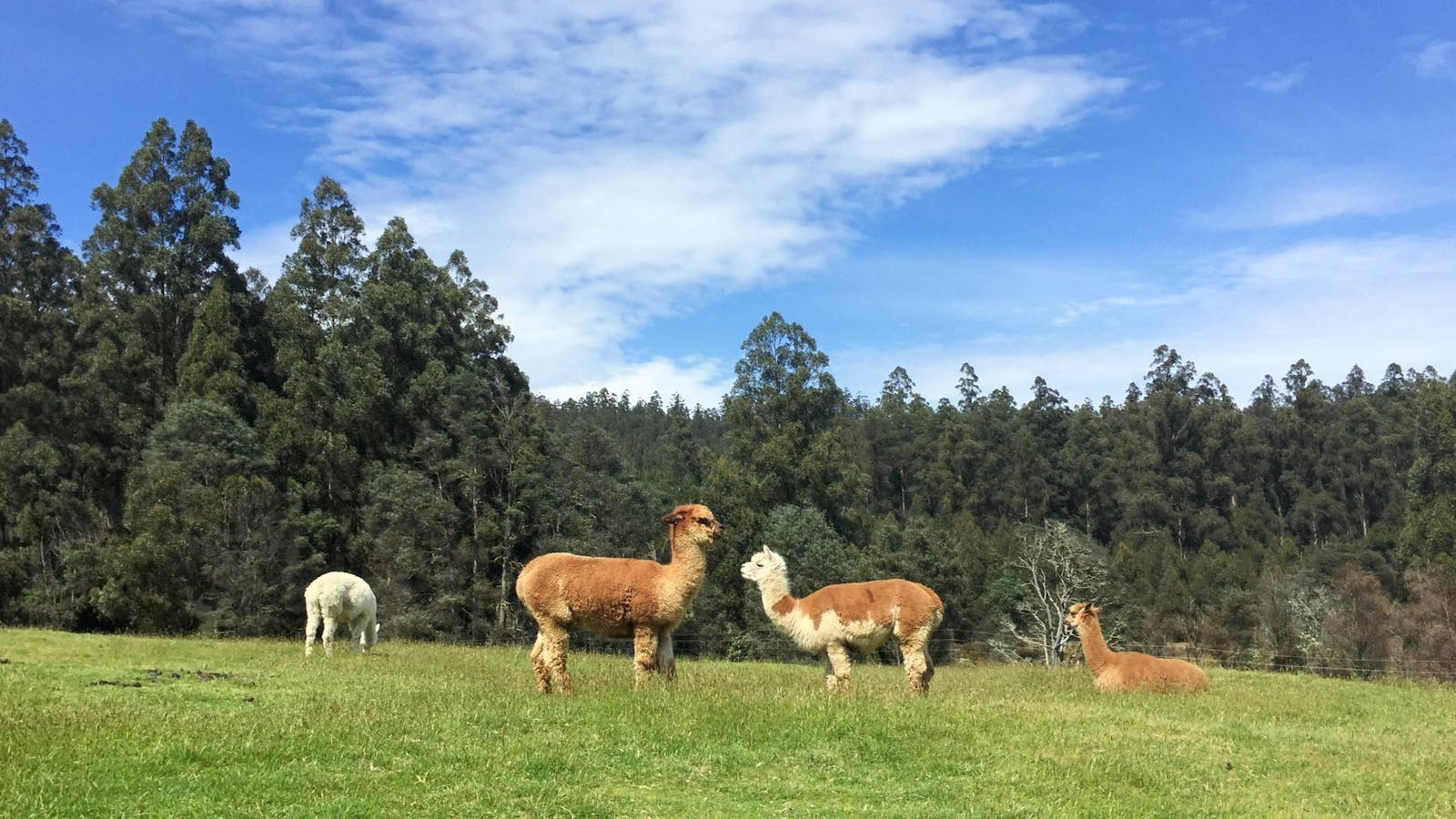 Alpaca fields next to cabins