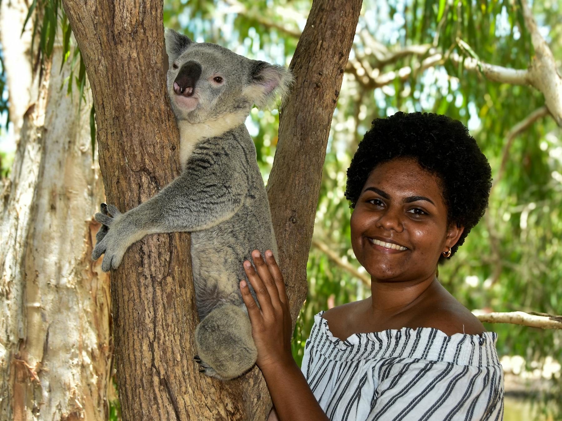 Pat a koala on a branch