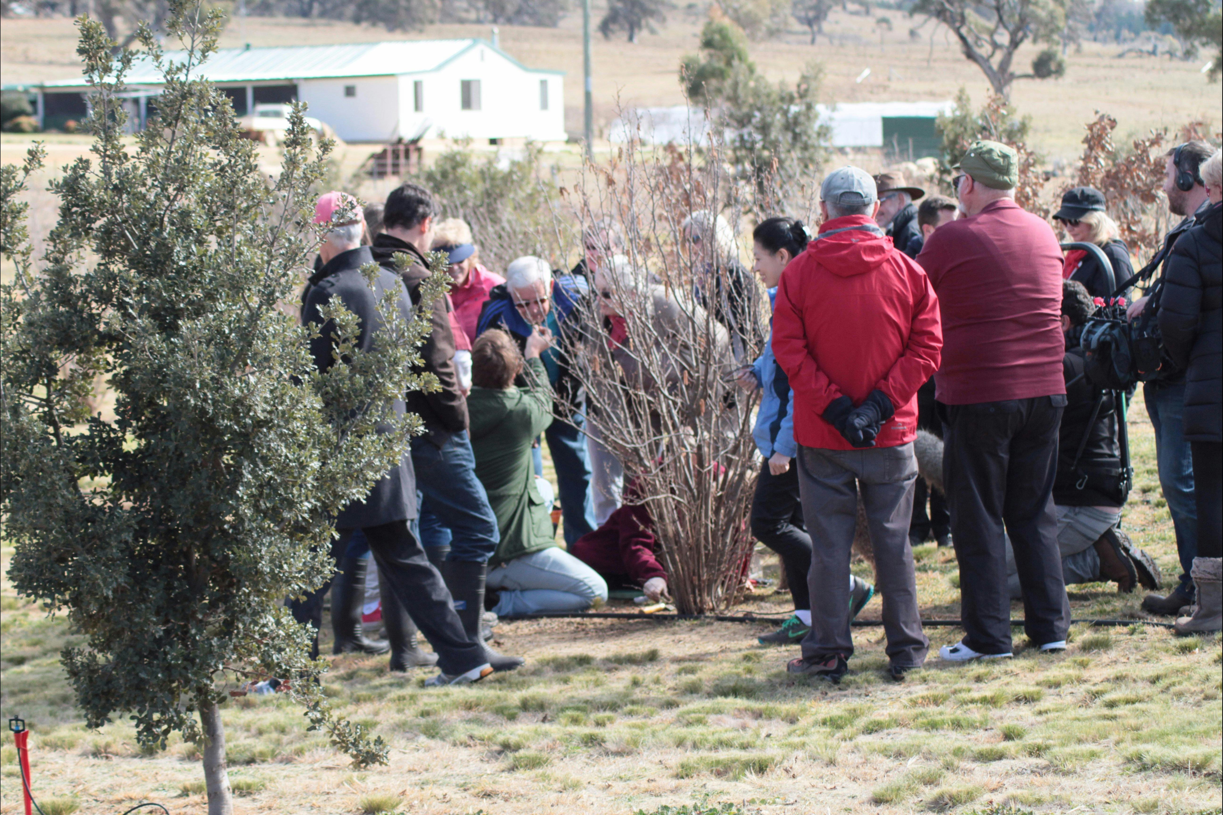 Hunt guest smelling truffle that has just been unearthed