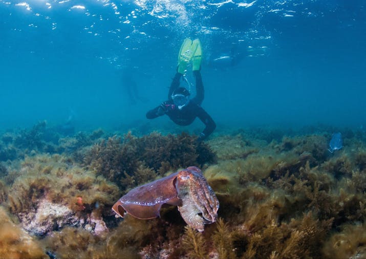 Swim with the Giant Cuttlefish