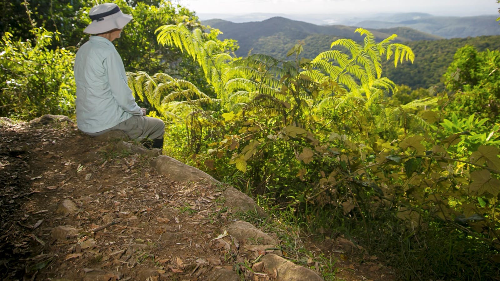 Border track, Lamington National Park