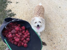Hatful of delicious raspberries