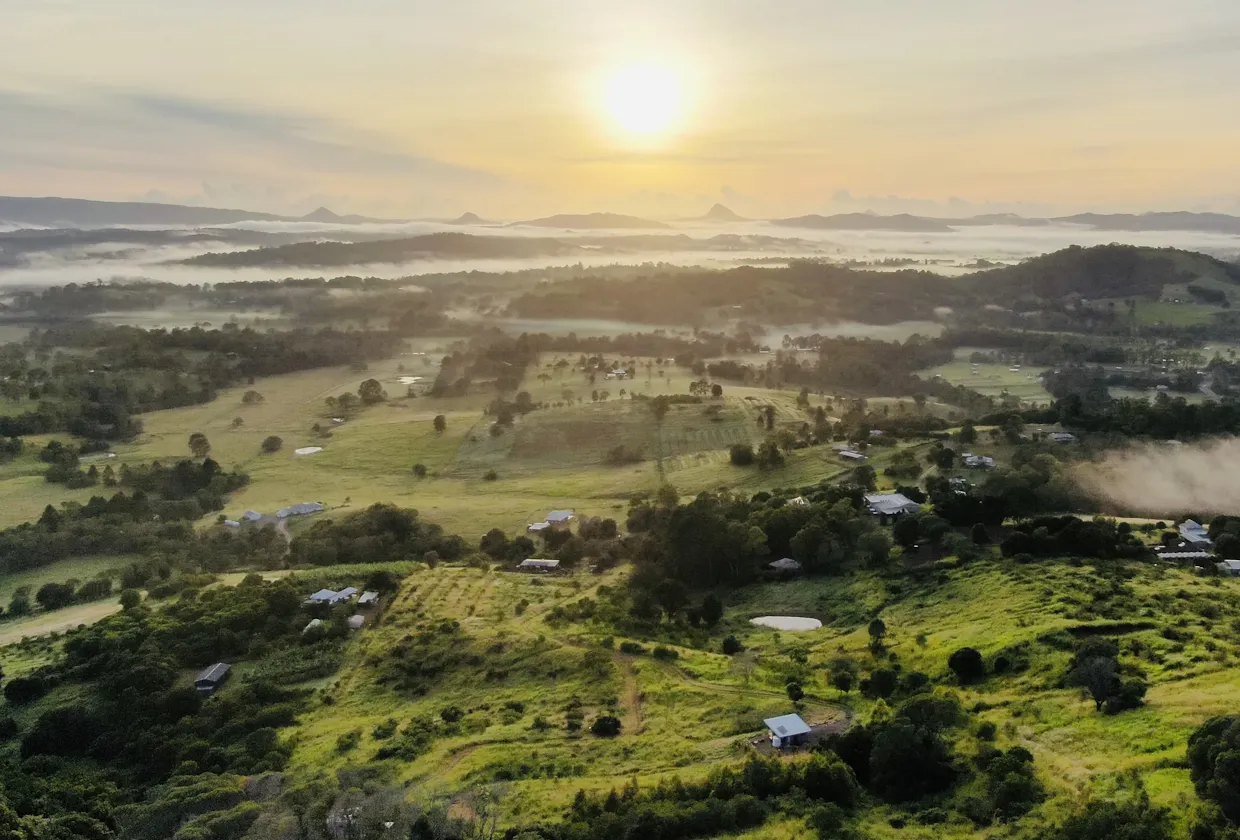 The Avocado Tree Farm