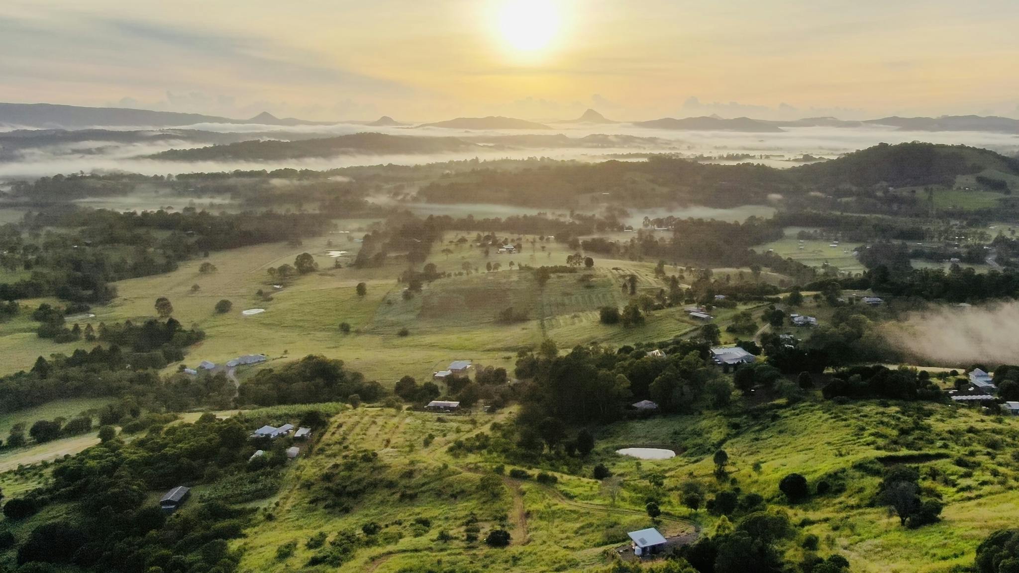 The Avocado Tree Farm