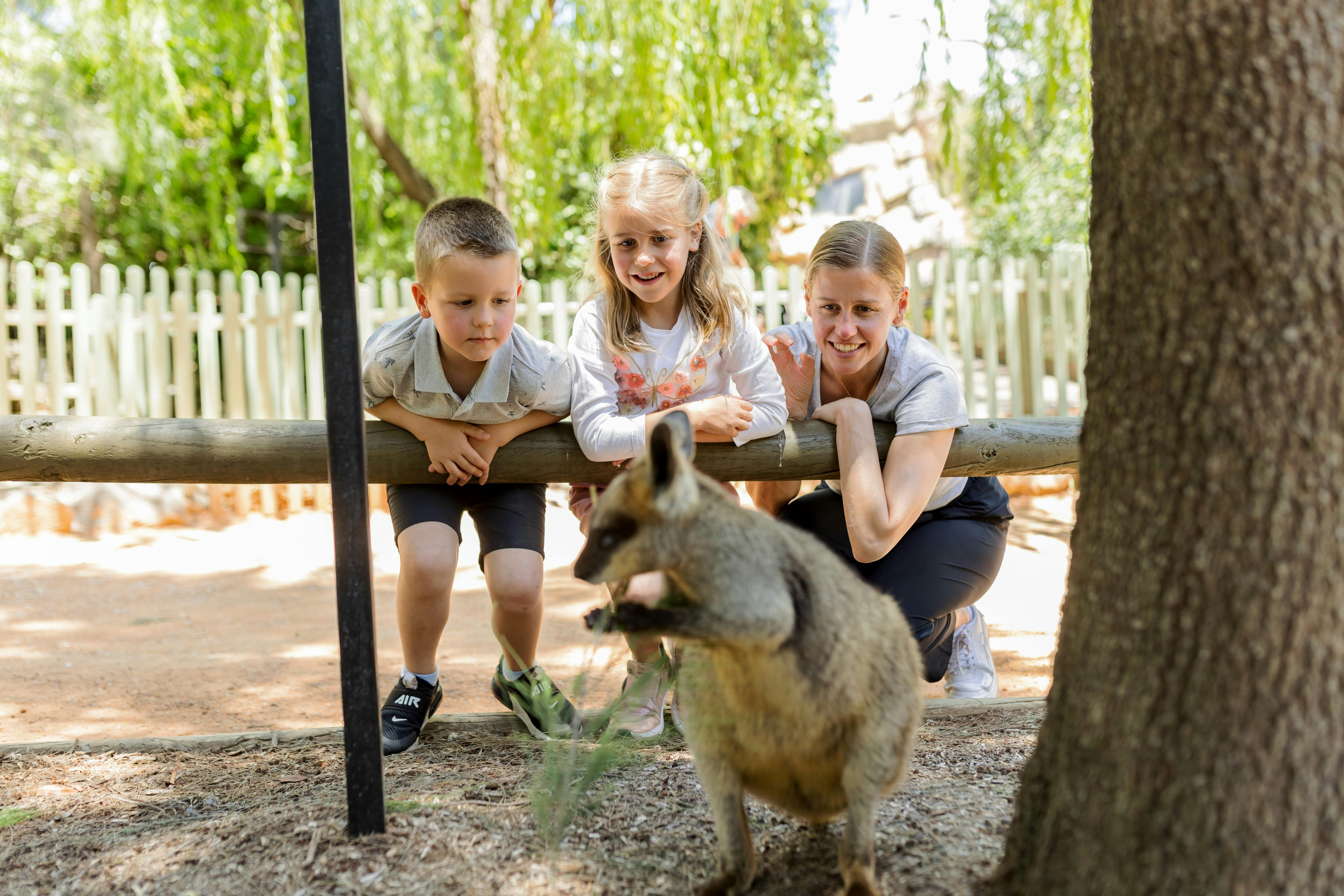 Wallaby