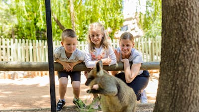 Wallaby