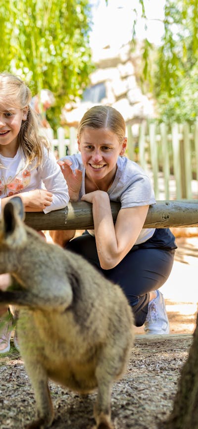 Wallaby
