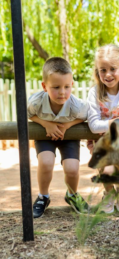 Wallaby
