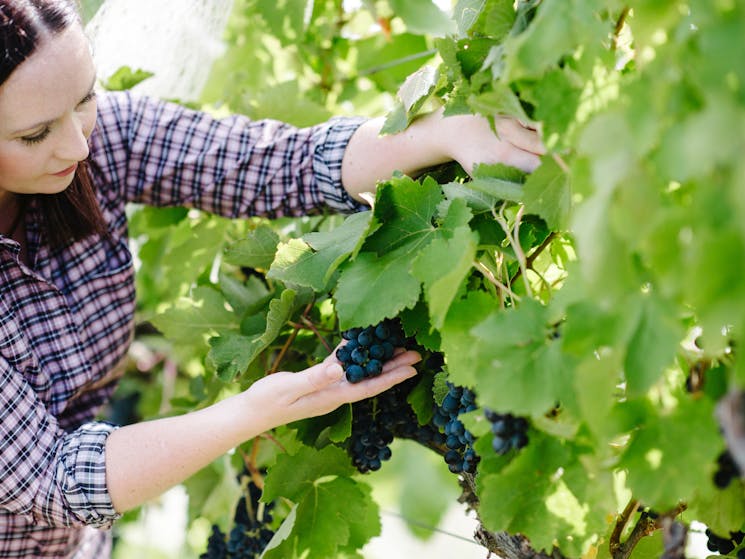 Stephanie examining grapes in the vineyard