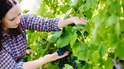 Stephanie examining grapes in the vineyard