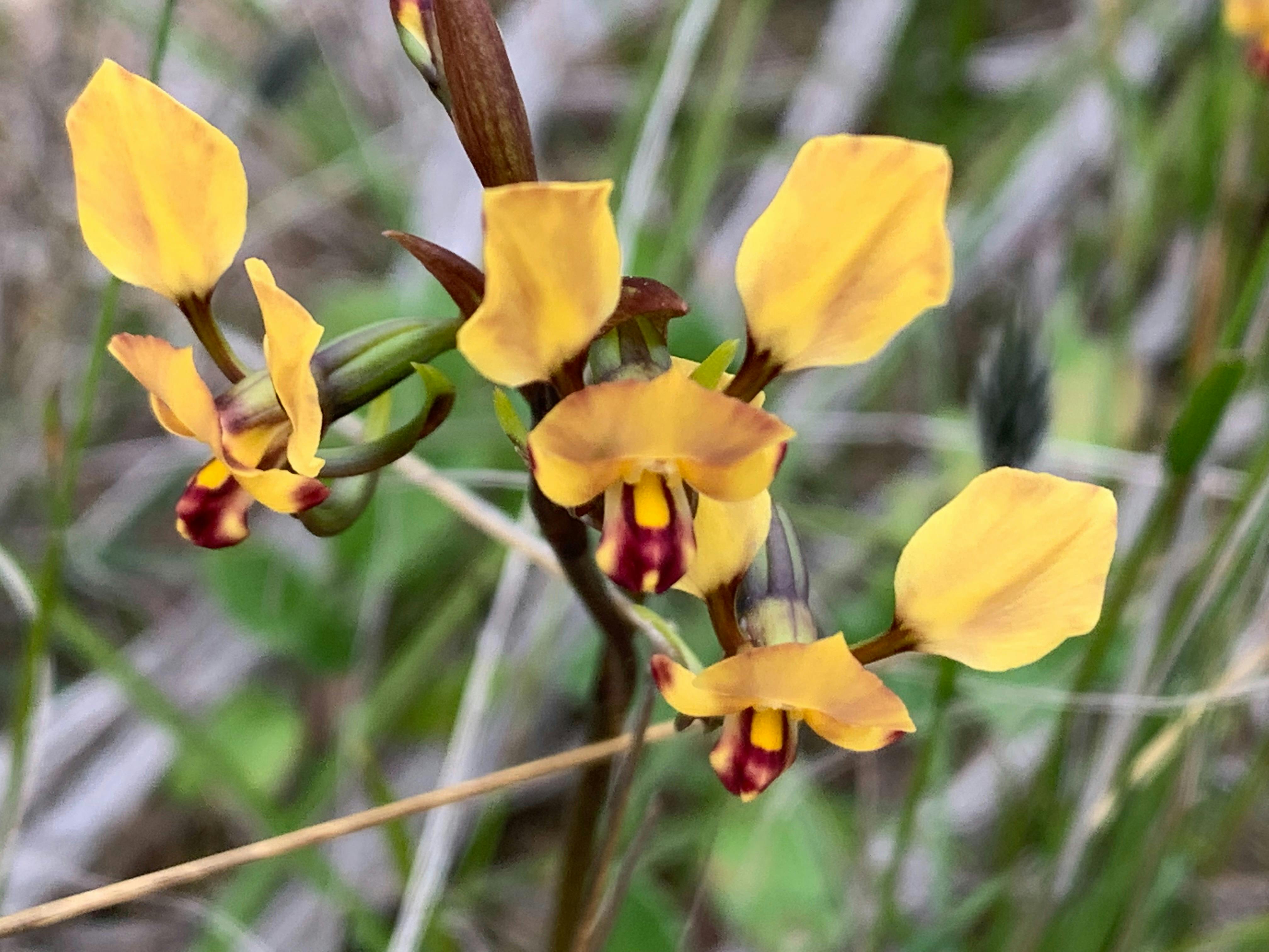 Cluster of Yellow Donkey Orchids