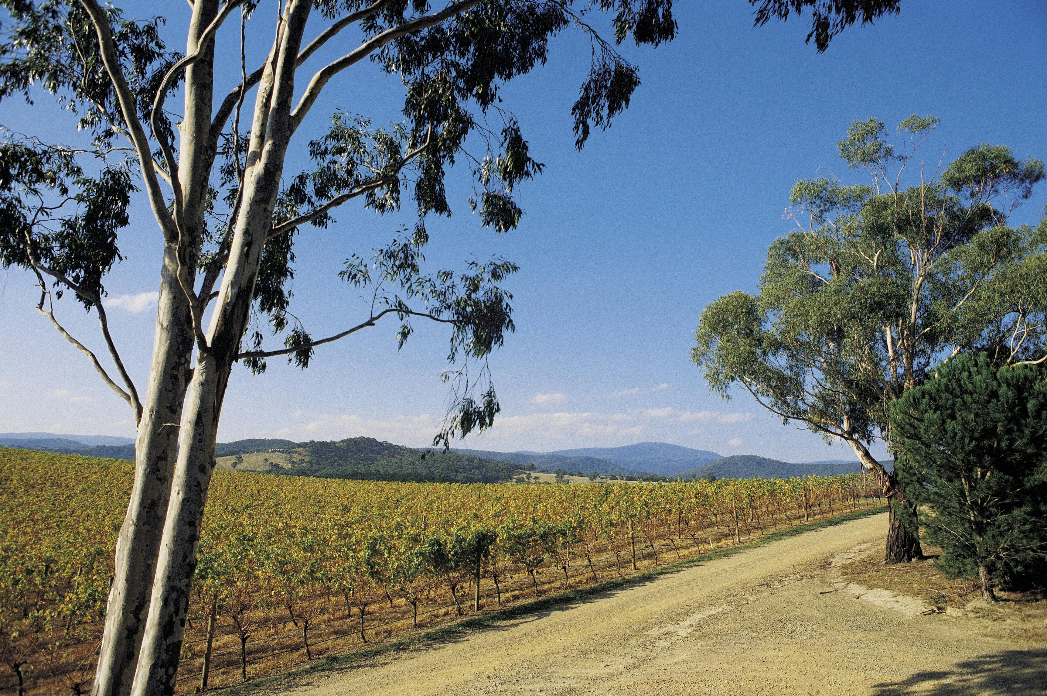 Yarra Valley Vineyard
