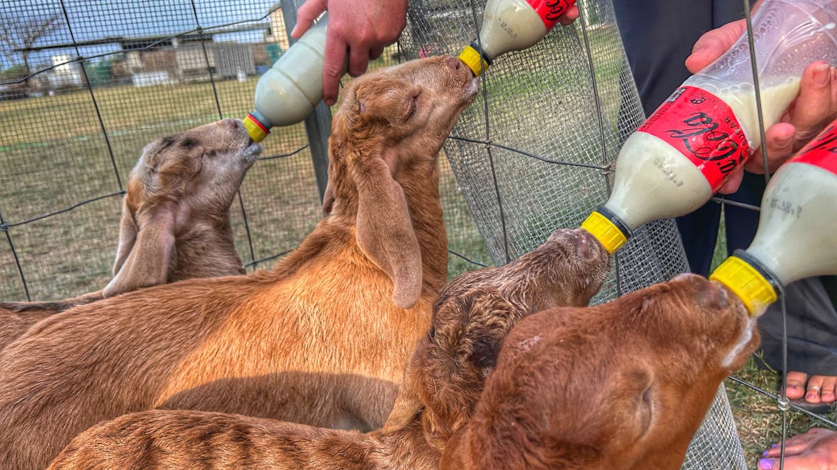 Baby goats