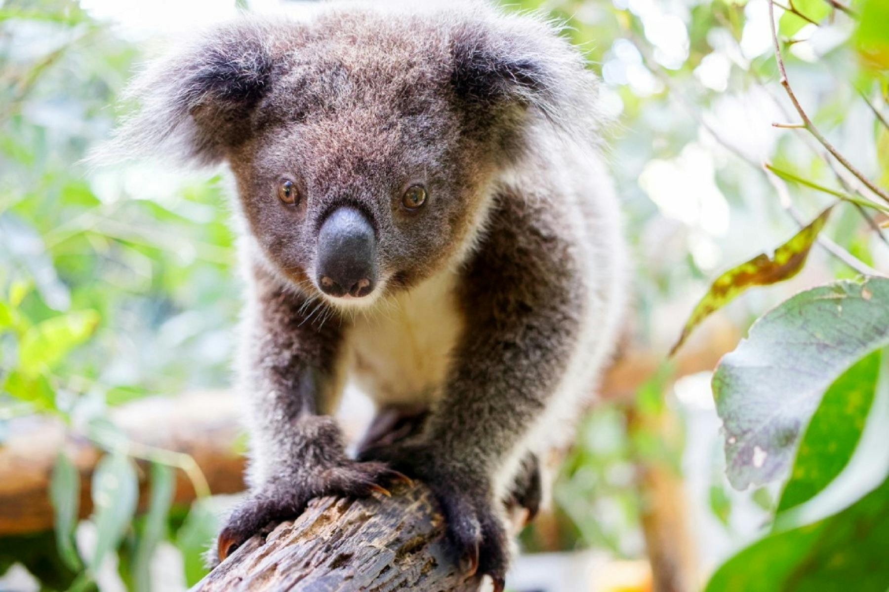 Northern Rivers Koala Hospital