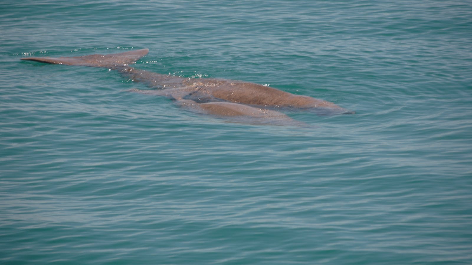 Dugong Encounters
