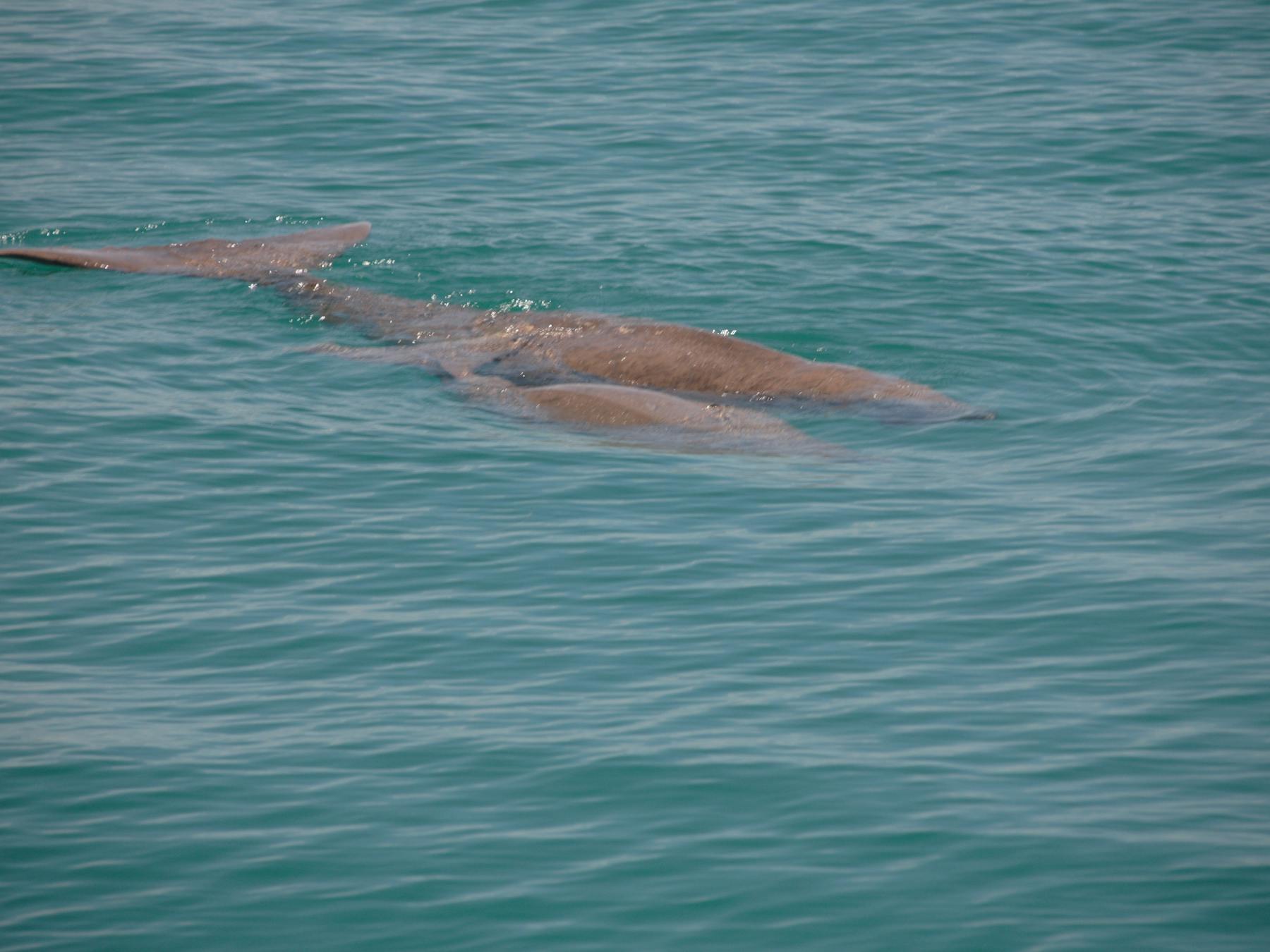 Dugongs, Denham, Western Australia