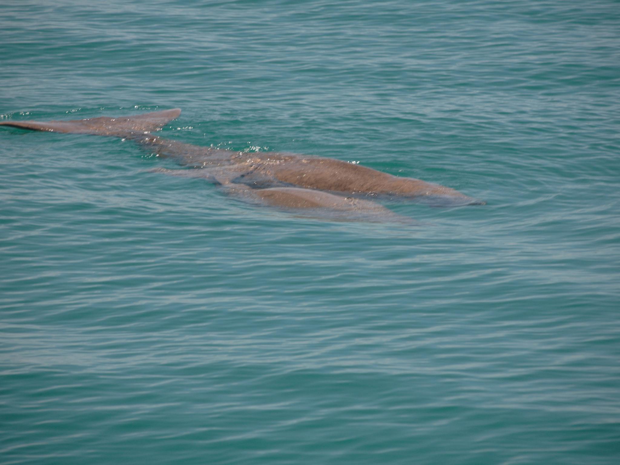 Dugong Encounters