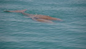 Dugongs, Denham, Western Australia
