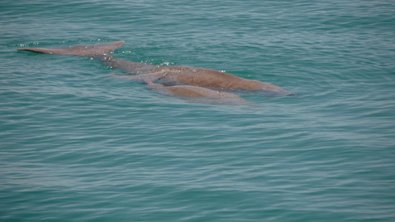Dugong Encounters