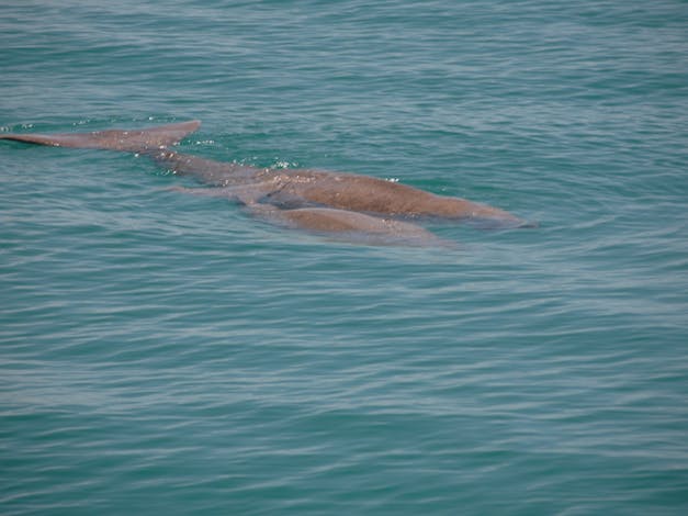 Dugong Encounters