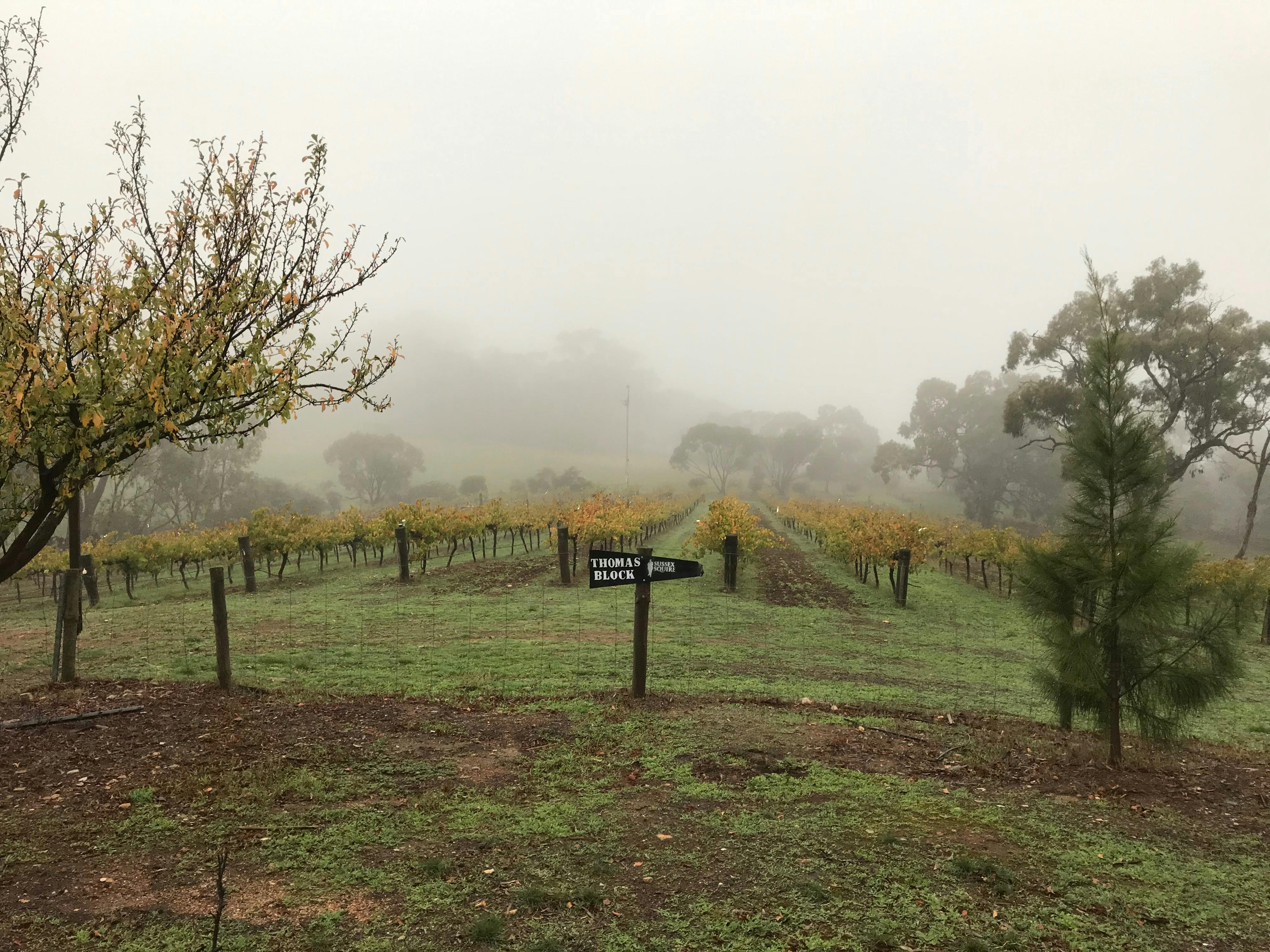 Thomas Block Shiraz Vineyard - Clare Valley