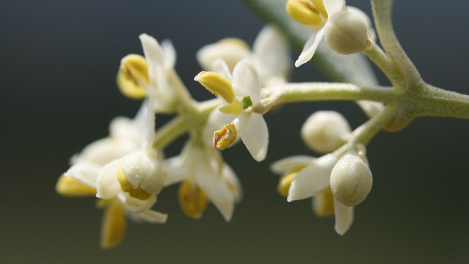 Olive Tree in Flower