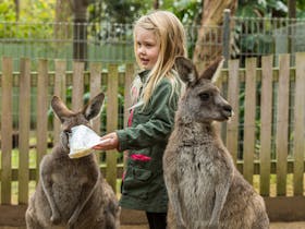 Our friendly  Kangaroos are waiting for you to visit and pat them