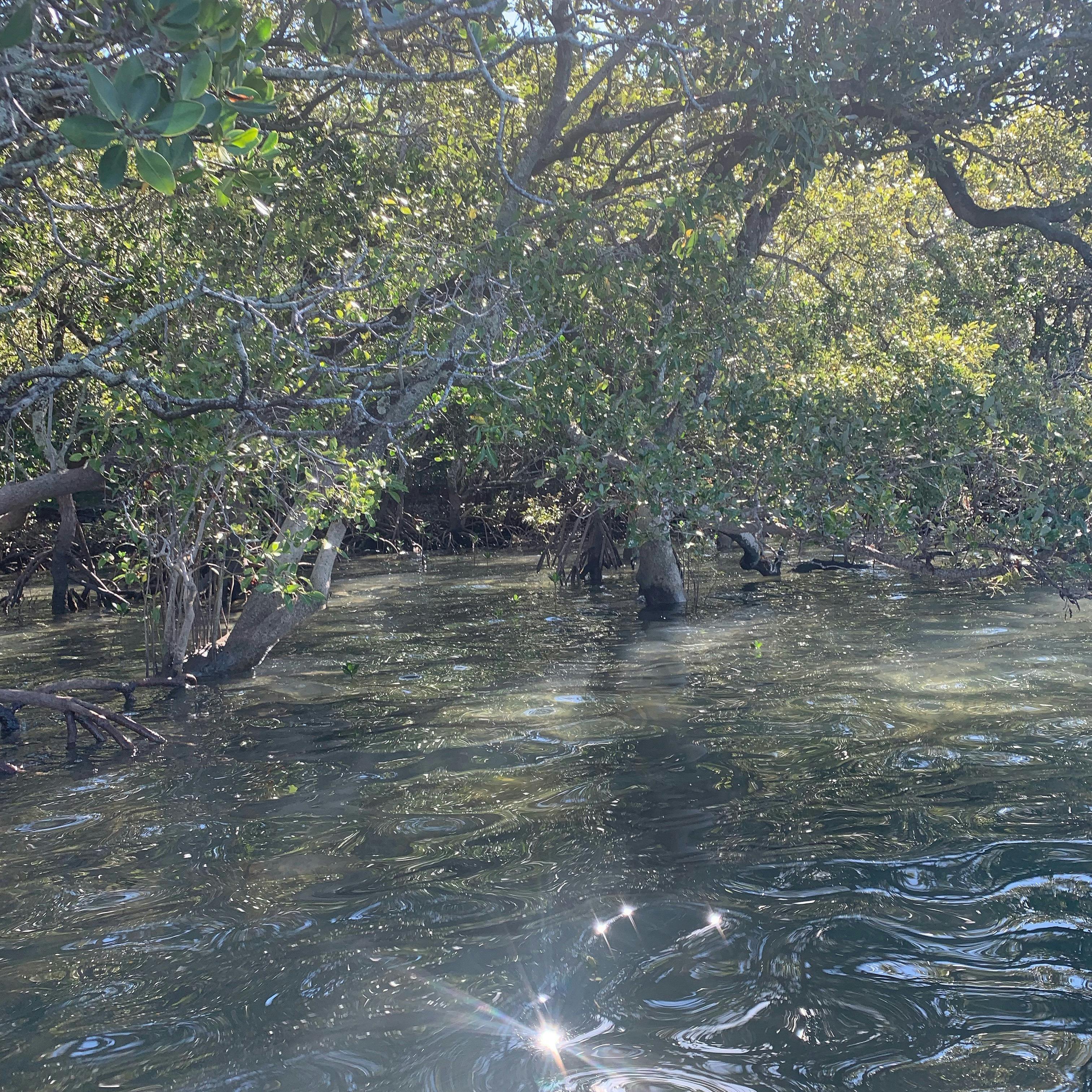 mangroves