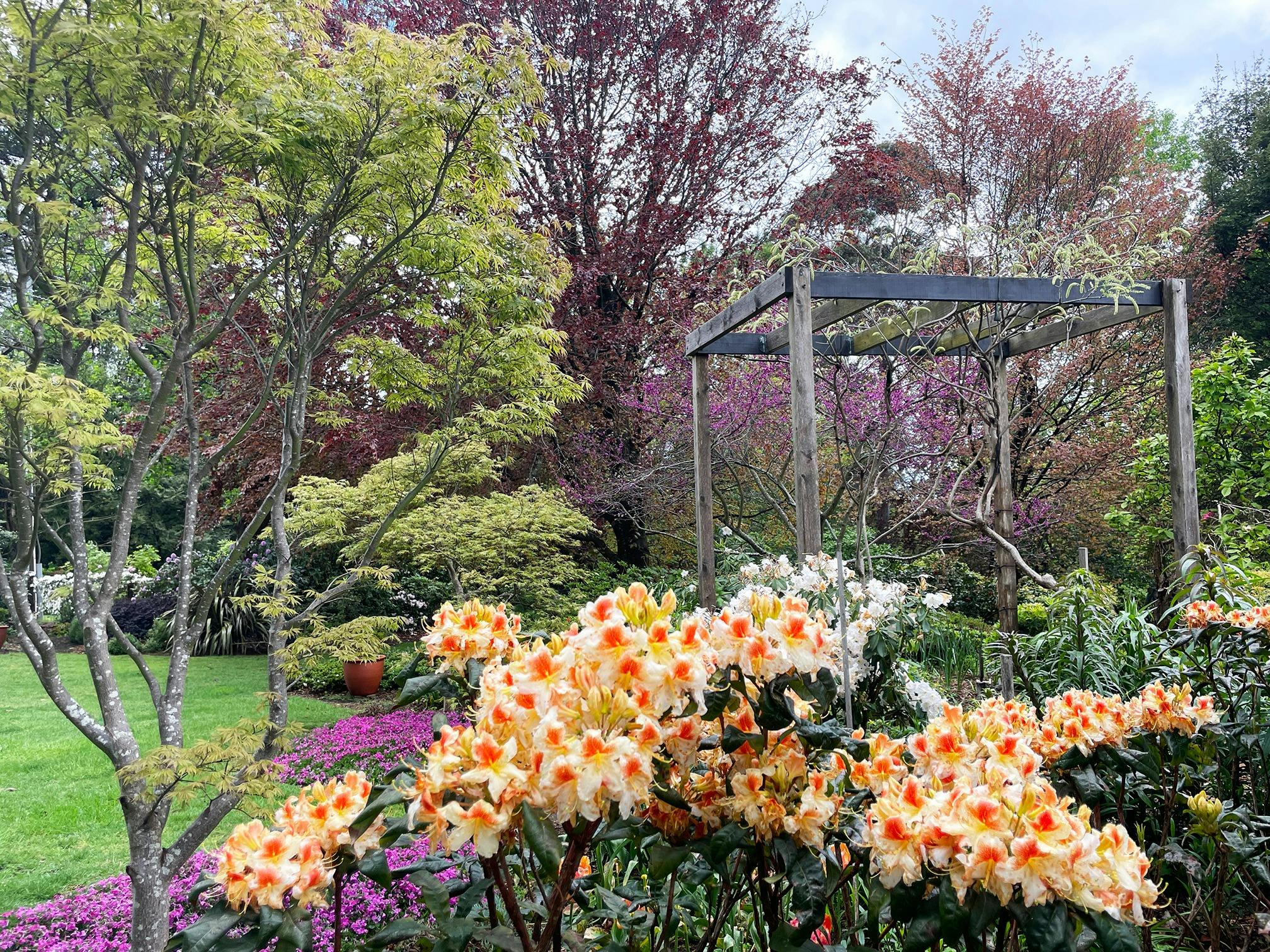 Open Gardens Victoria - Crome Garden, Glory of Littleworth