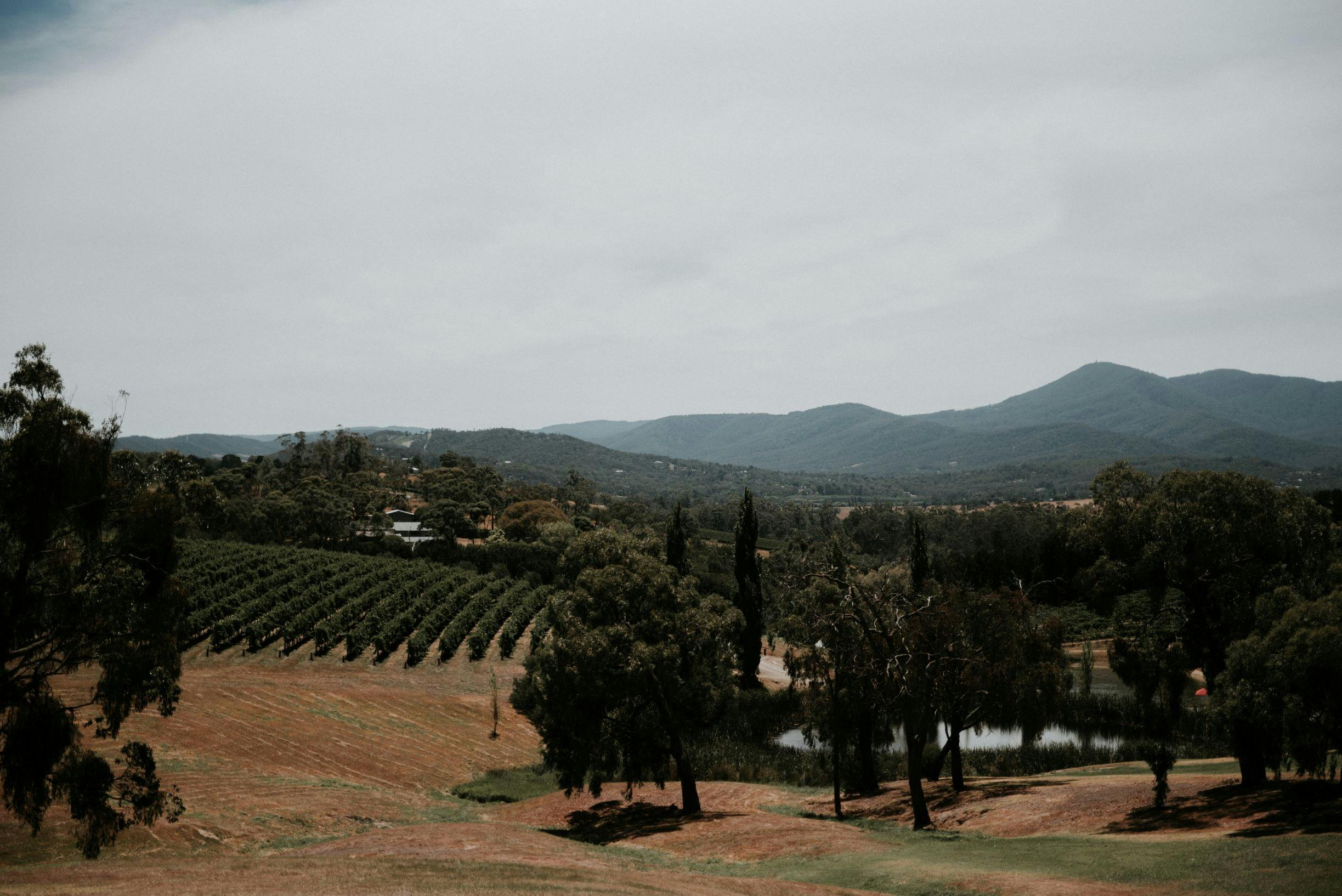 Yarra Valley winery tour views over the vineyards and winery