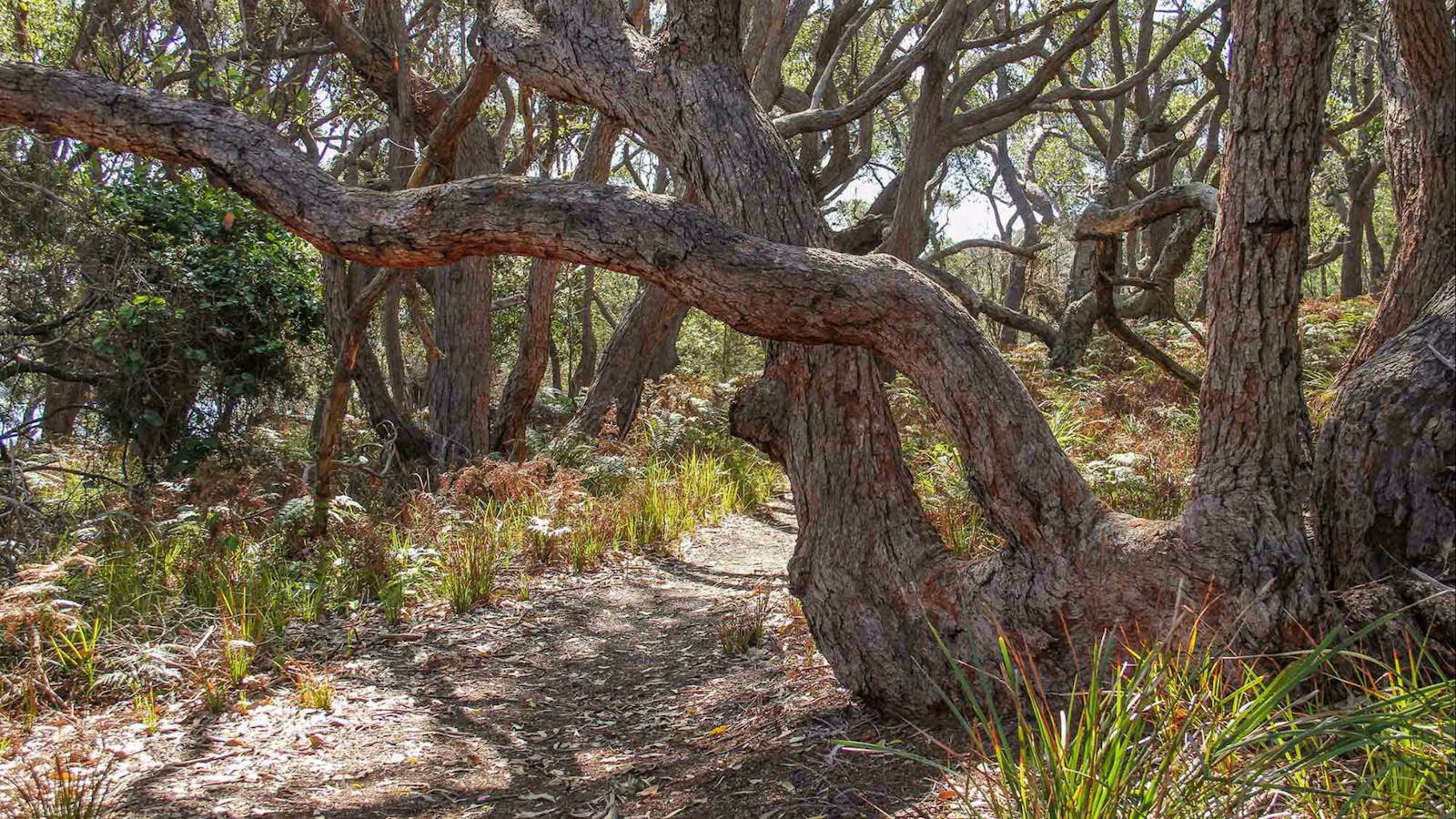Middle Lagoon Walking Track