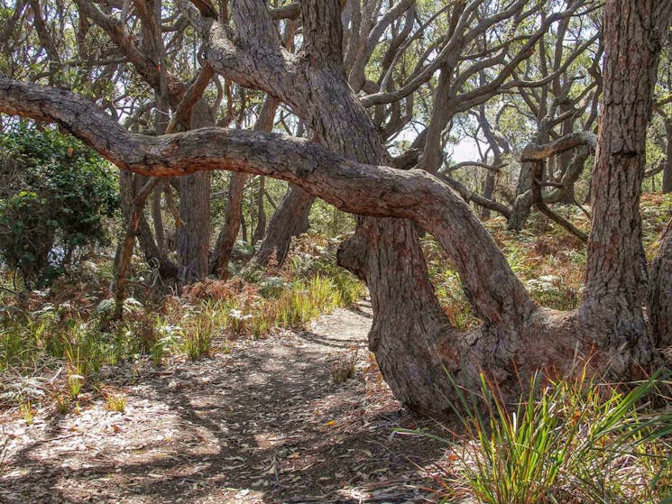 Middle Lagoon walking track, Mimosa Rocks National Park. Photo: John Yurasek