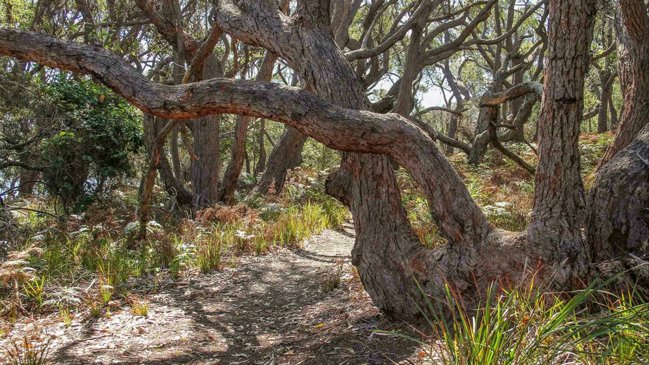 Middle Lagoon Walking Track