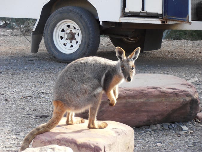 4 Day Flinders Ranges Tour SWTFR04