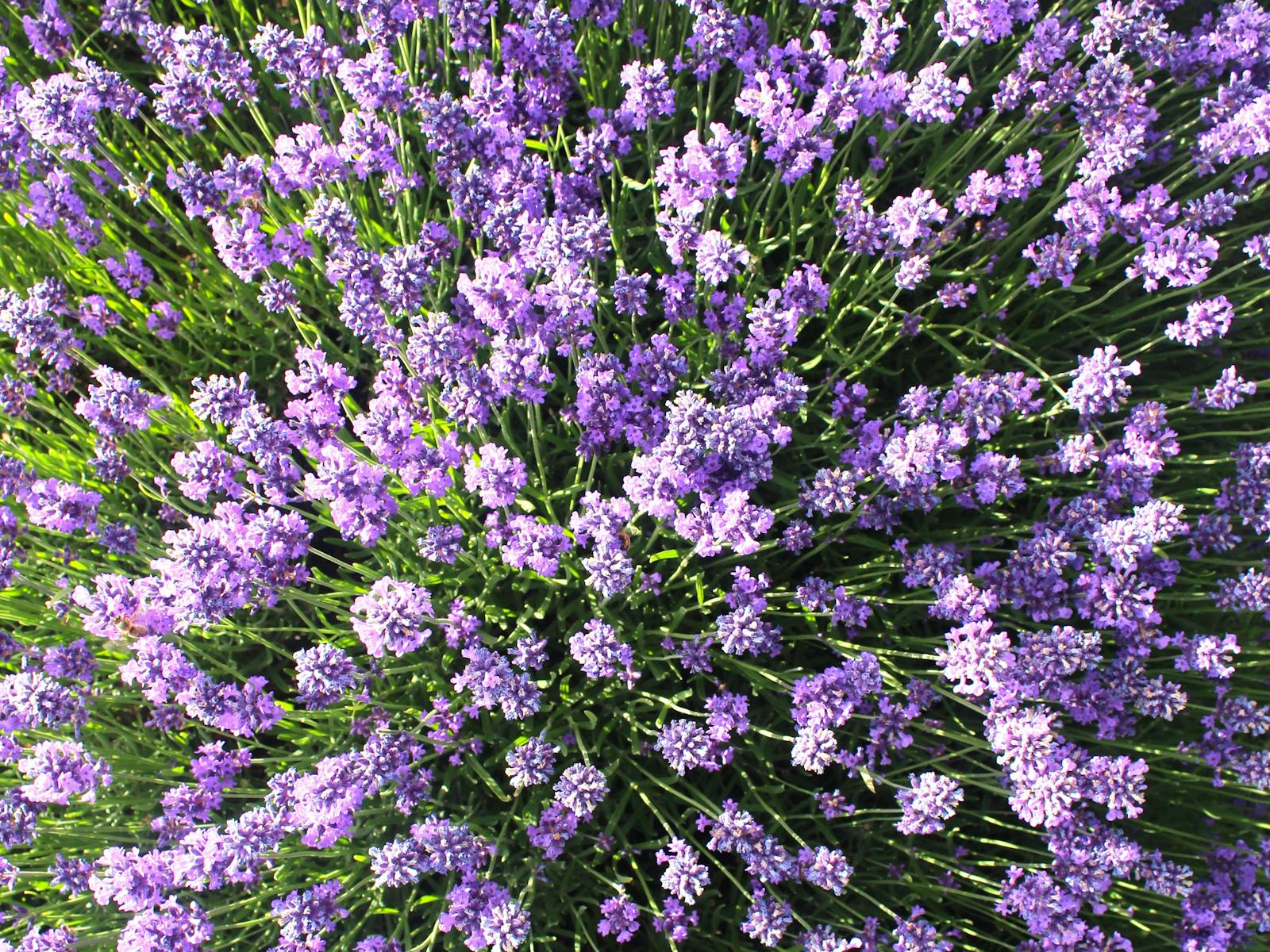 English Lavender flowers