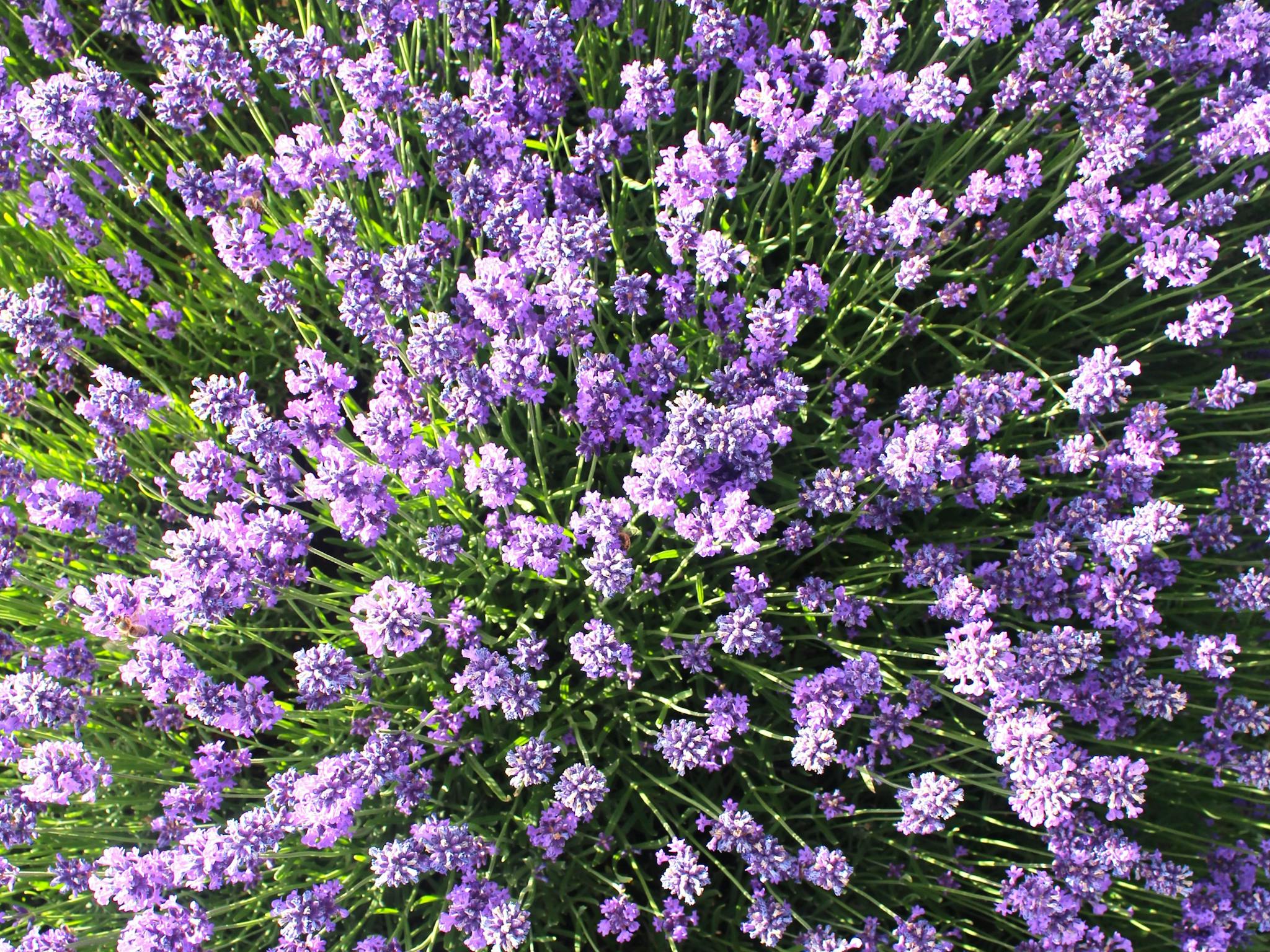 English Lavender flowers