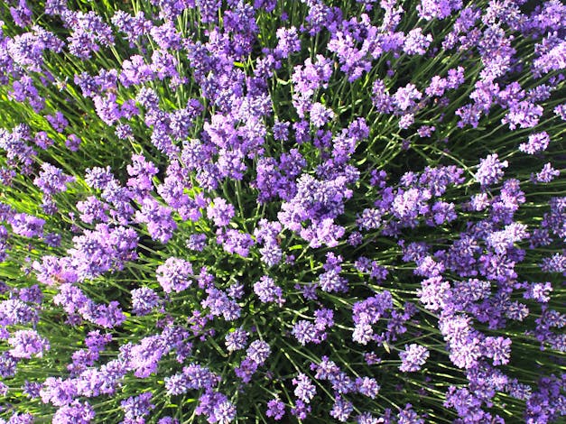 Lavender House Perfumery