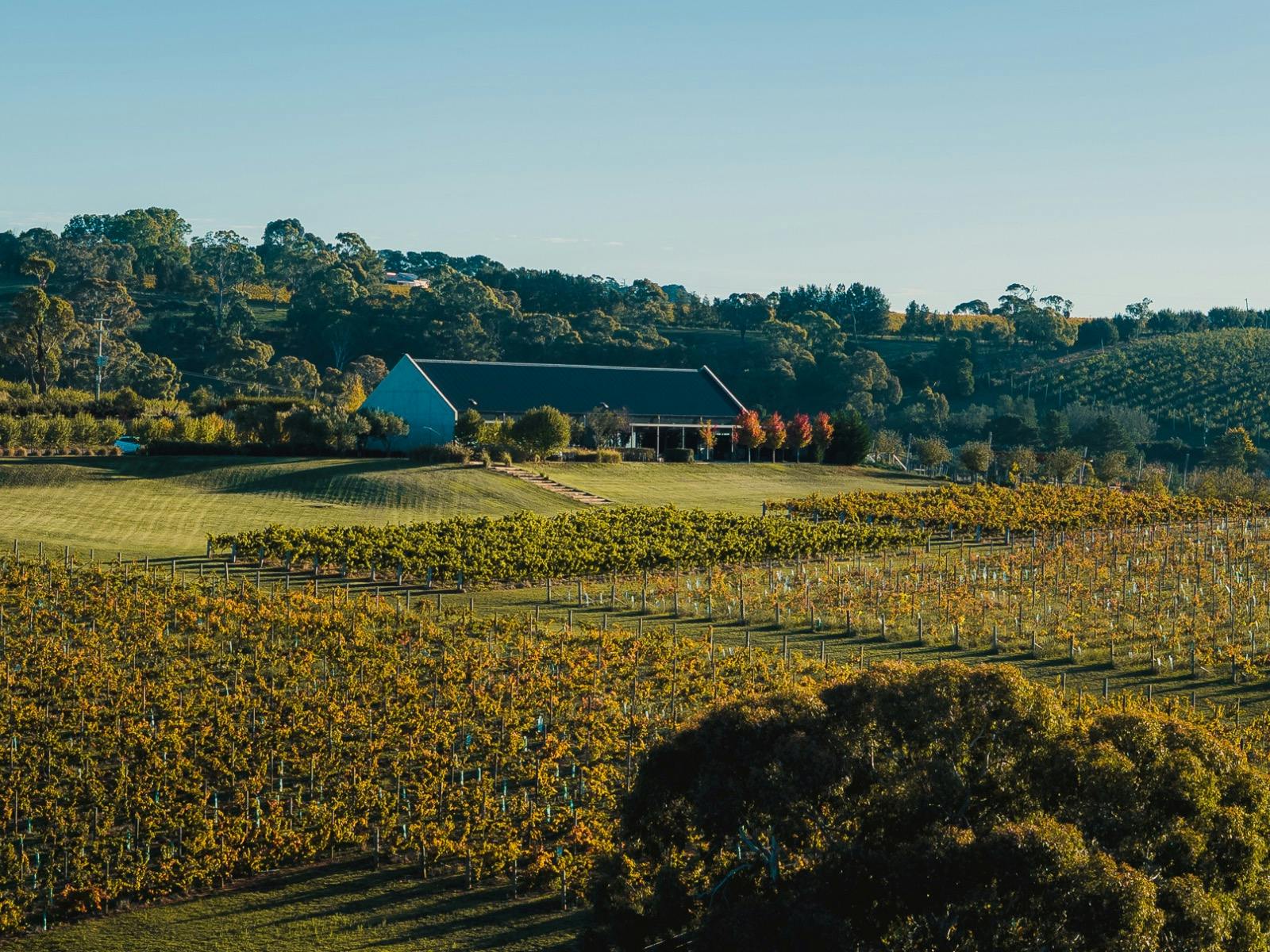Vintner's Table - Printhie Wines