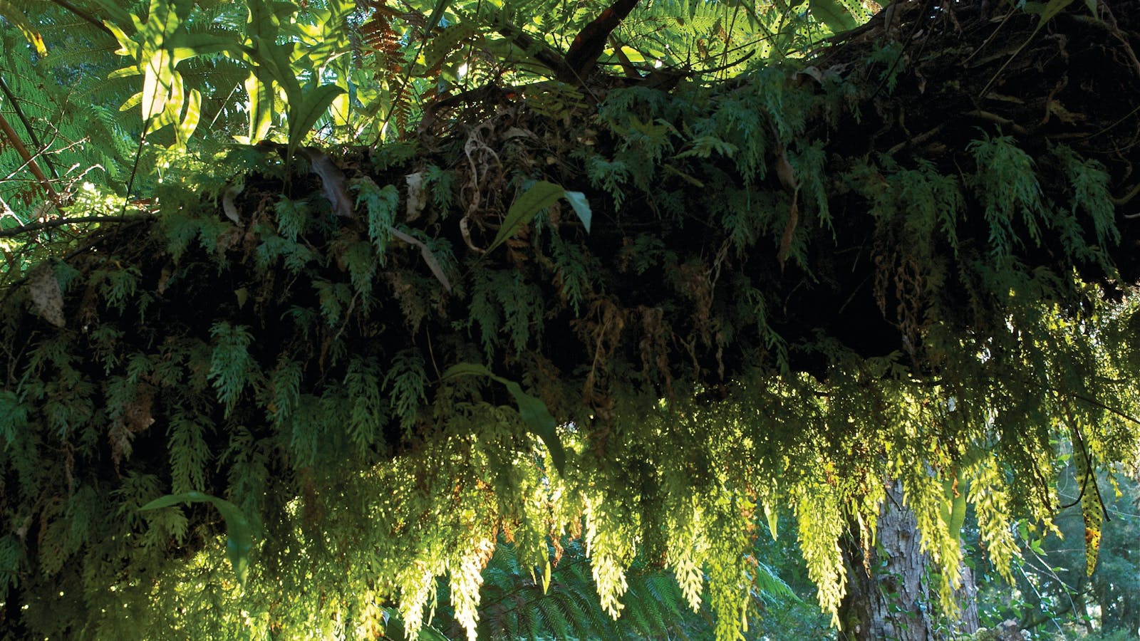 Tarra Bulga National Park