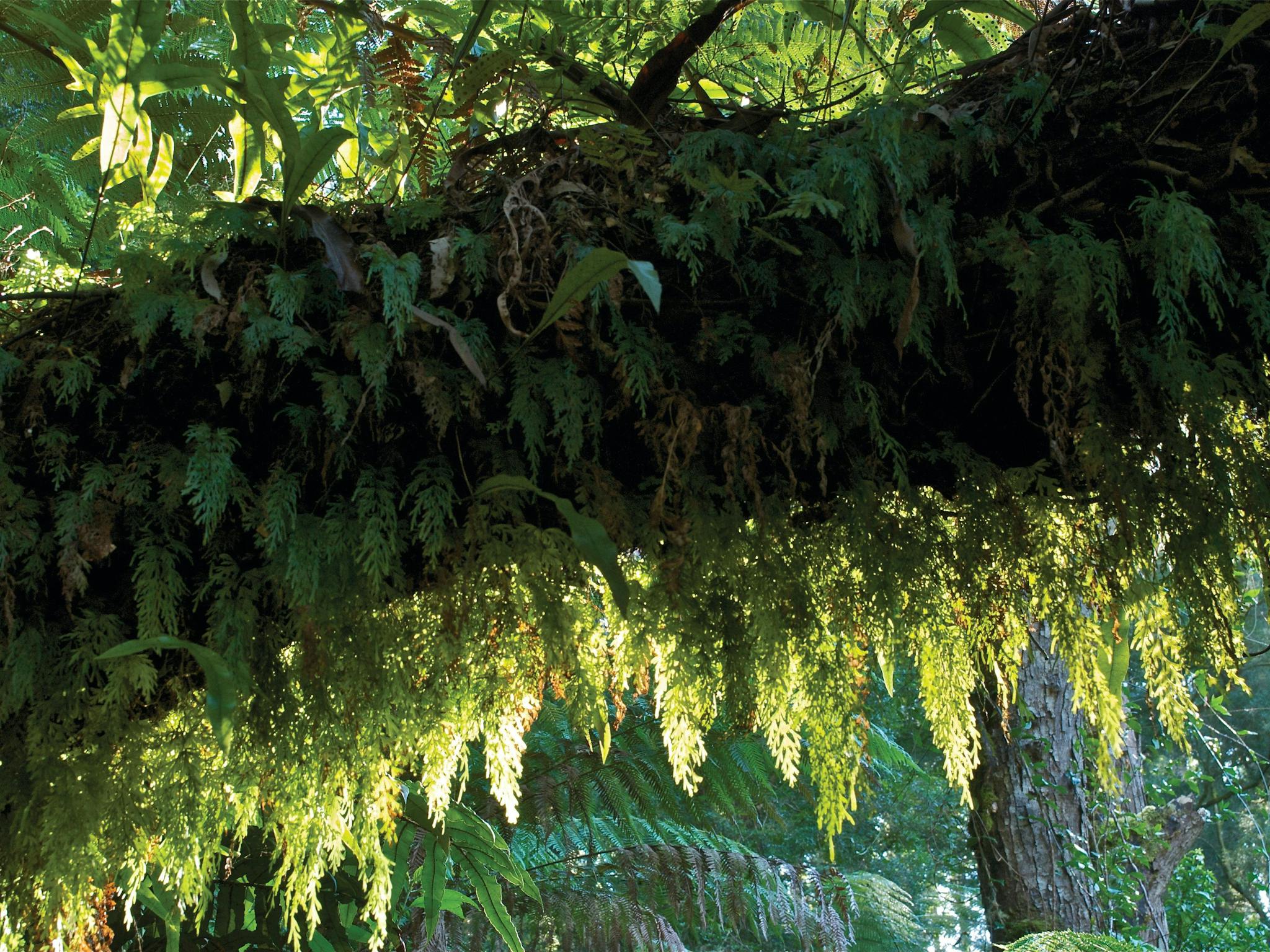 Tarra Bulga National Park