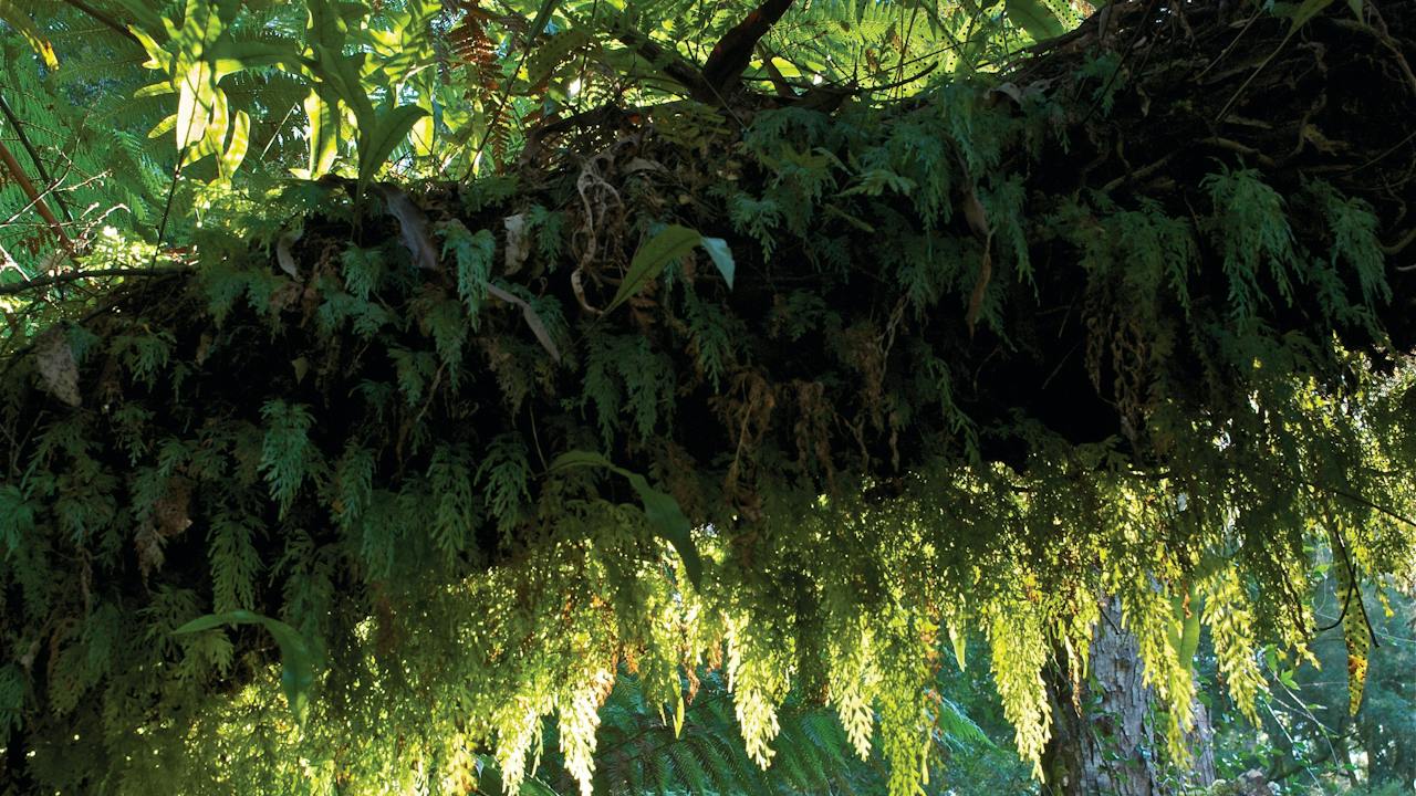 Tarra Bulga National Park