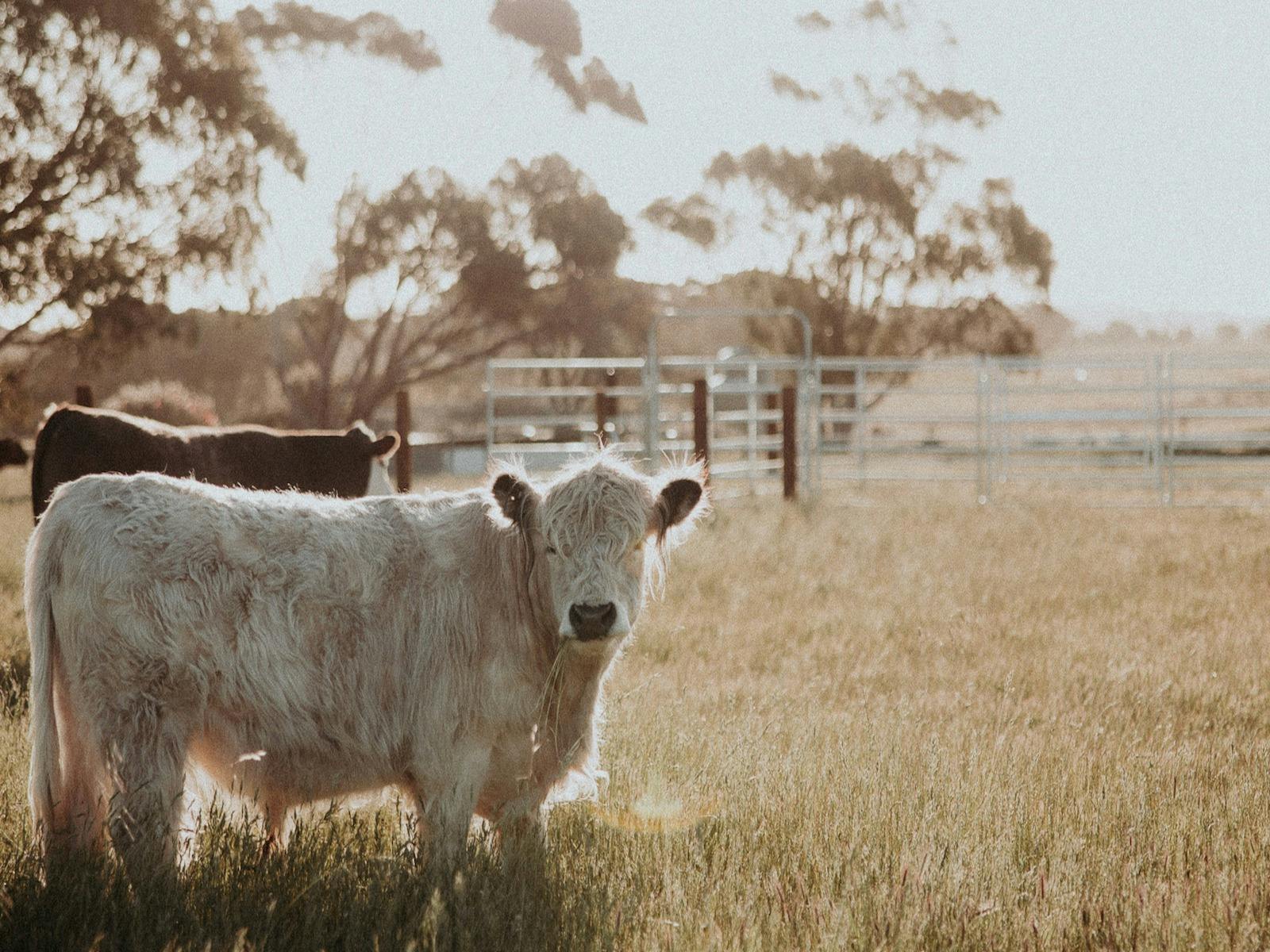 Solstice Kangaroo Island Finn the white galloway is enjoying a munch on some grass in the paddock